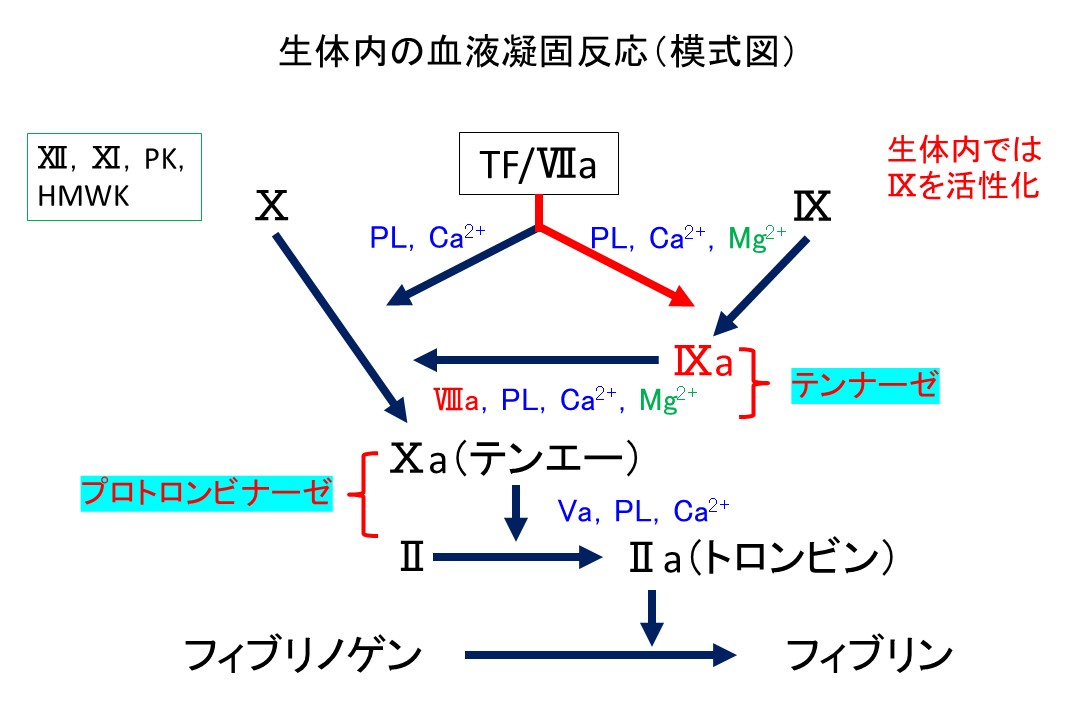 APTTが延長しているのに止血異常ではない?