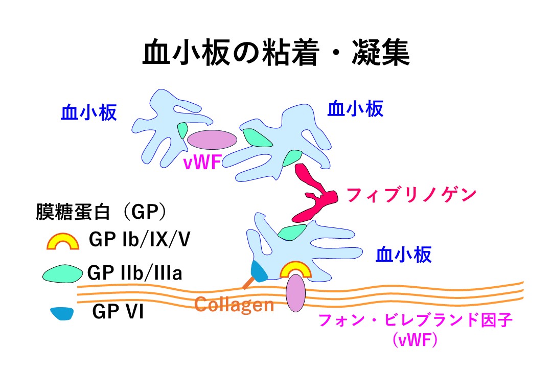 フィブリノゲン濃度を測定していますか？